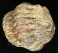Bargain Enrolled Barrandeops (Phacops) Trilobite #11289-3